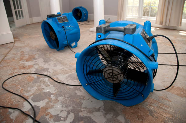 Best Mold removal after water damage  in Morganville, NJ